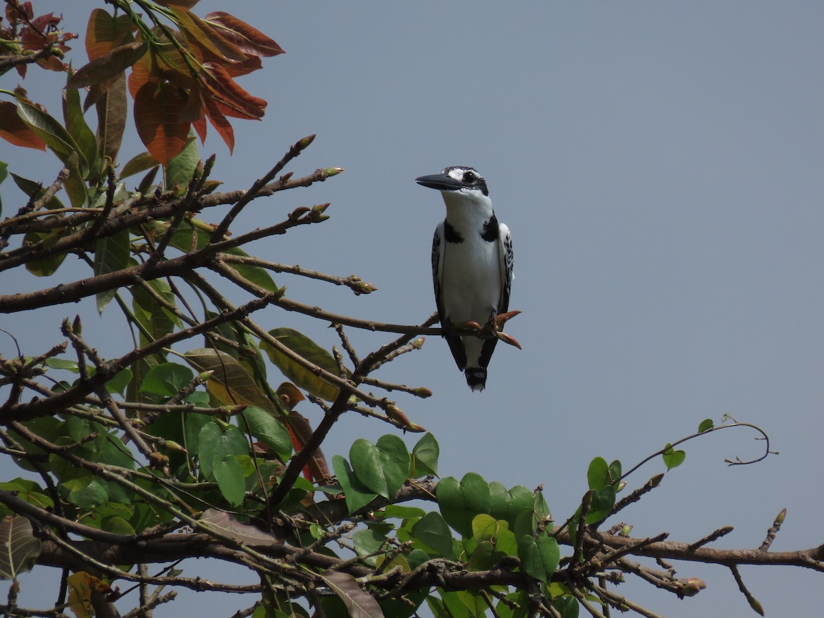 פרפור עקוד - ML646505900