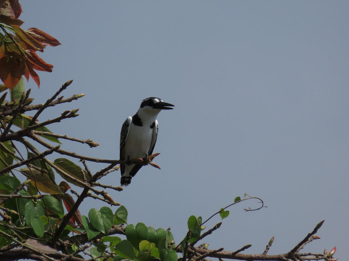 פרפור עקוד - ML646505901