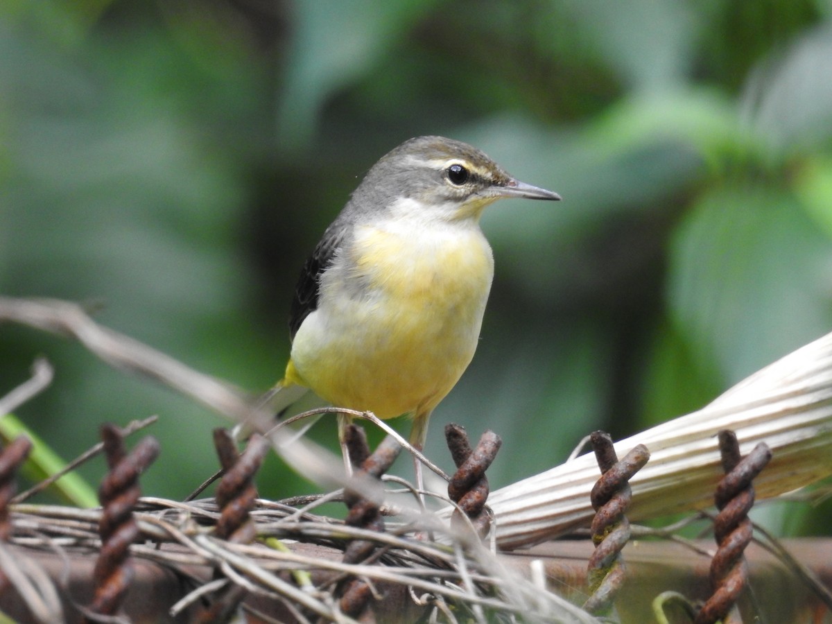 Gray Wagtail - ML646505902