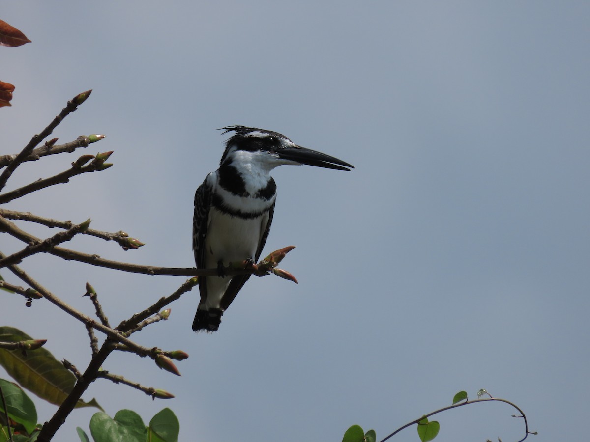 פרפור עקוד - ML646505903