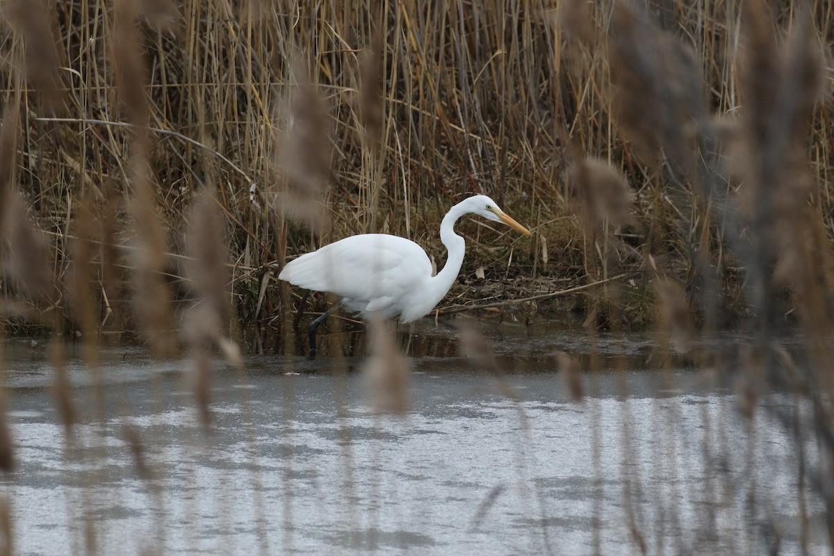 Great Egret - ML646505904