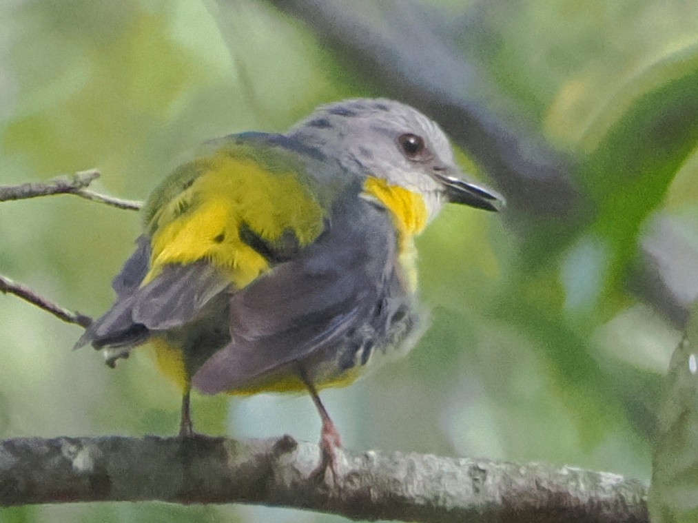 Eastern Yellow Robin - ML646505905