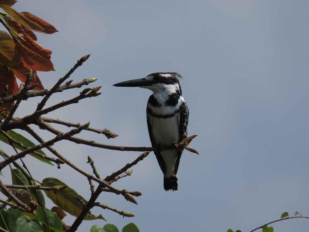 פרפור עקוד - ML646505906
