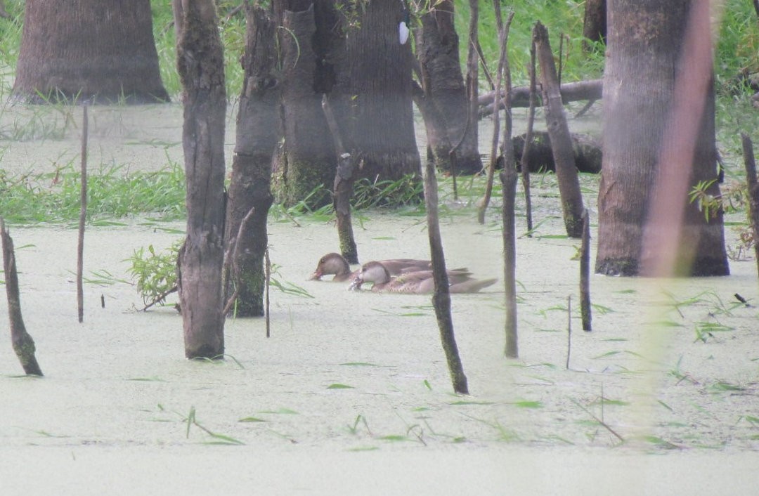 Brazilian Teal - ML646505907