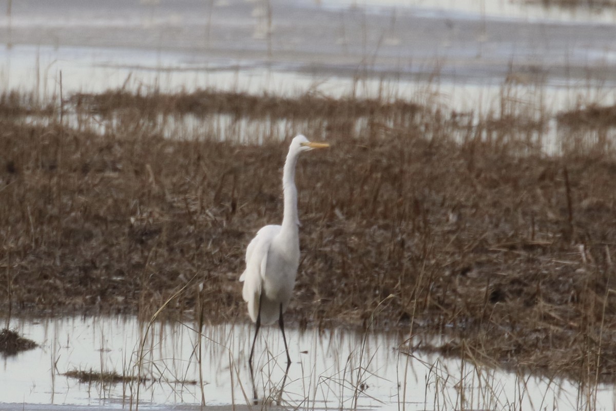 Great Egret - ML646505908