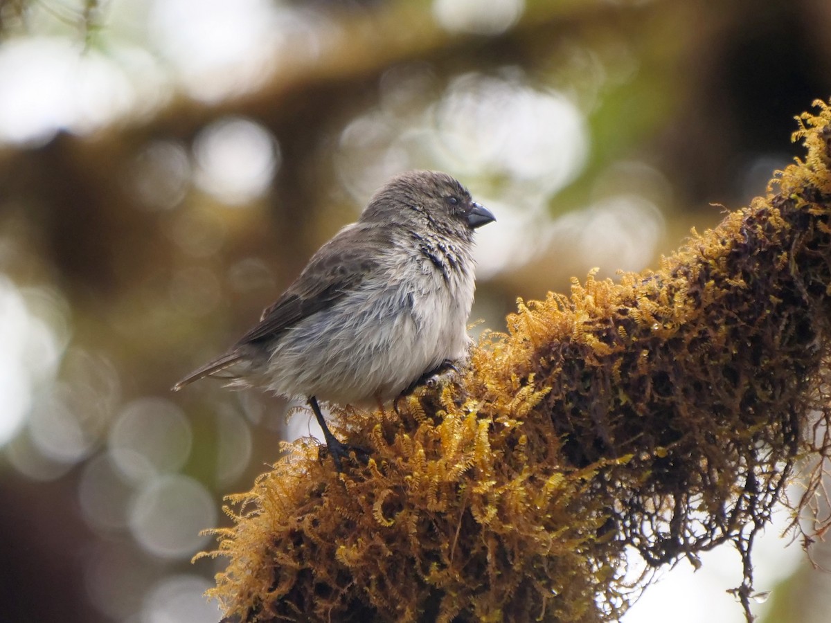 Пінкис малий - ML646505909