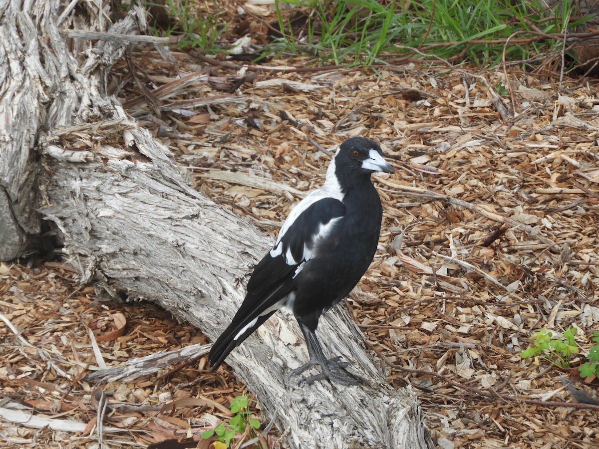 Сорочиця велика - ML646505910