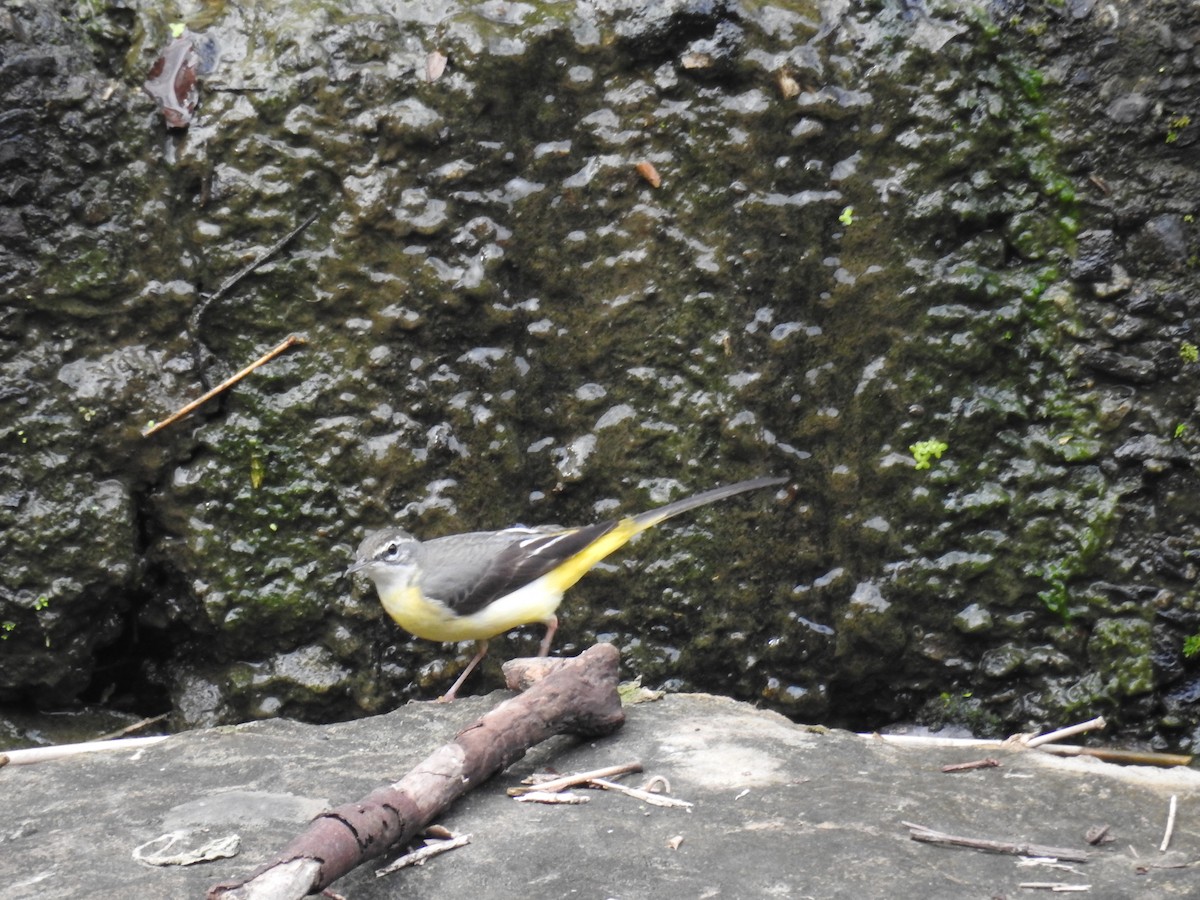 Gray Wagtail - ML646505911