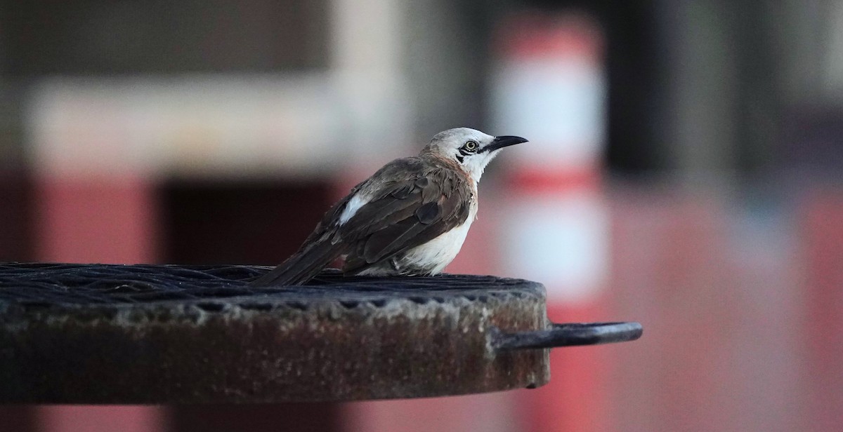 Bare-cheeked Babbler - ML646505912