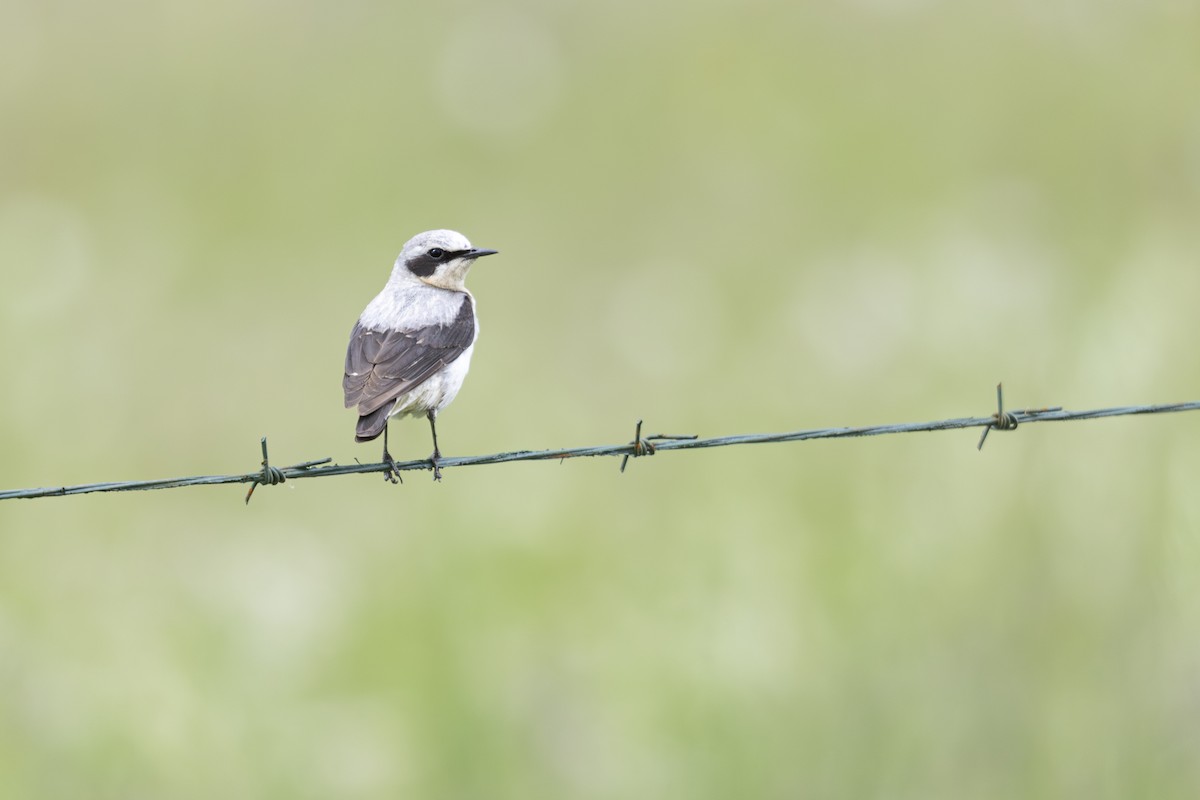 Кам'янка звичайна - ML646505915