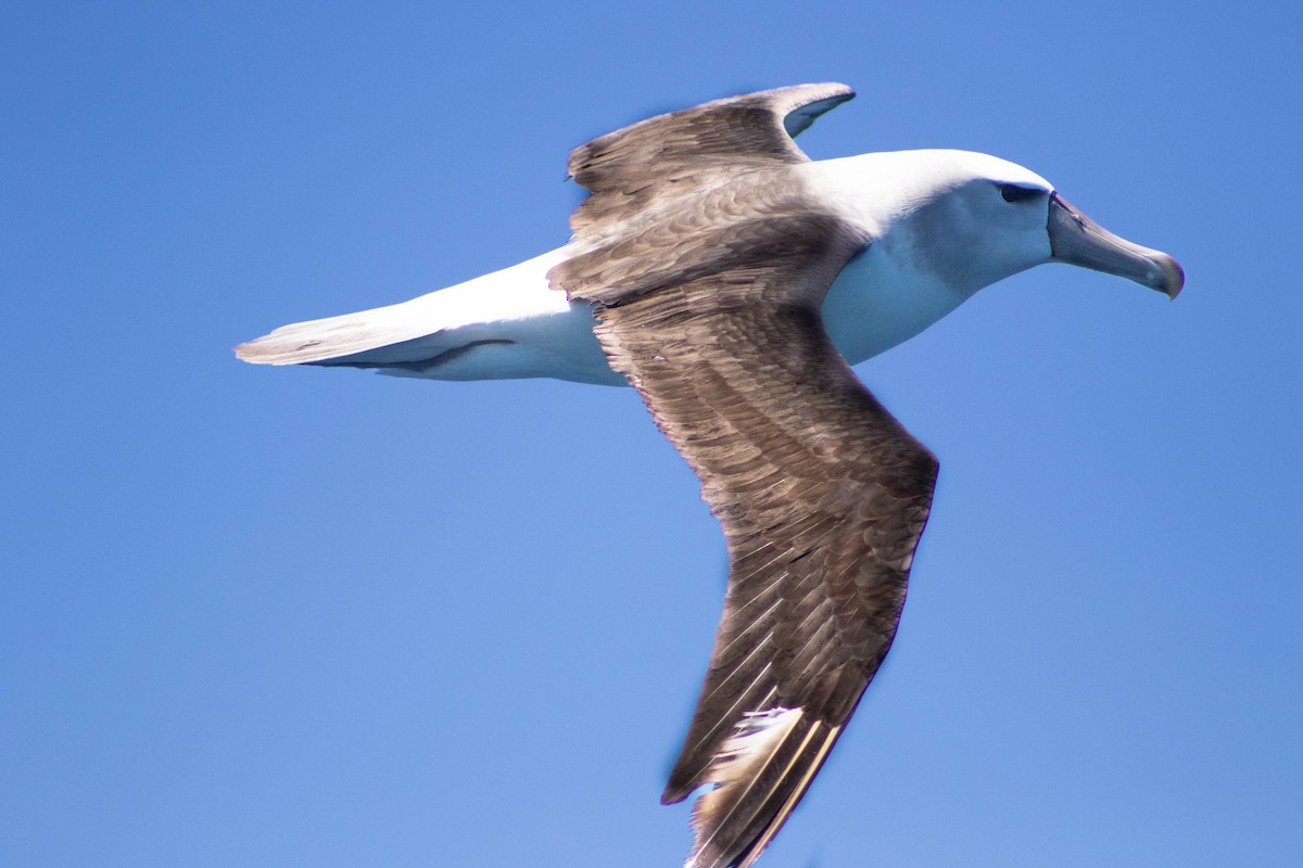 Альбатрос сірощокий - ML646505916