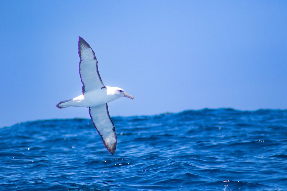 Альбатрос сірощокий - ML646505917