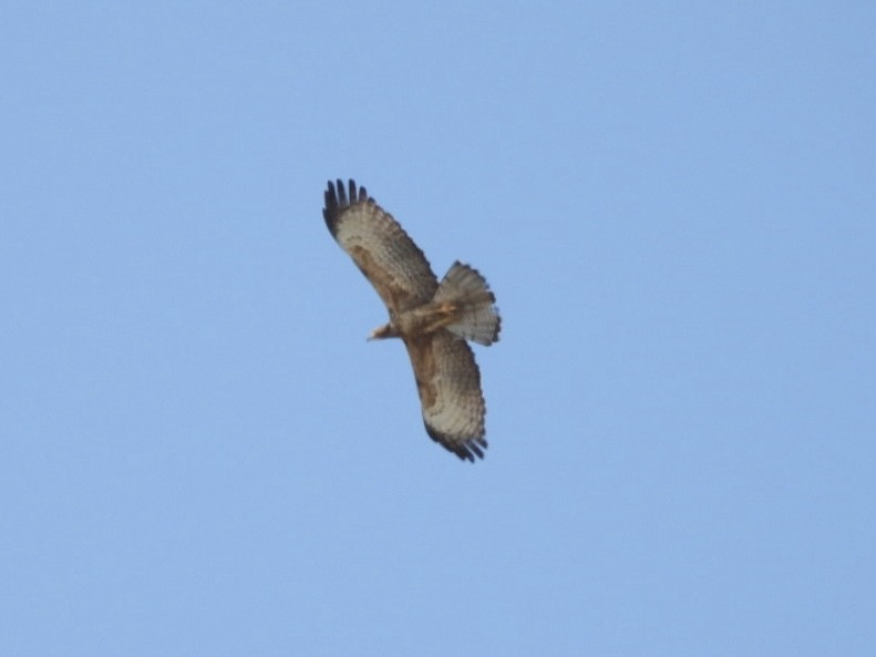 Осоїд чубатий - ML646505918