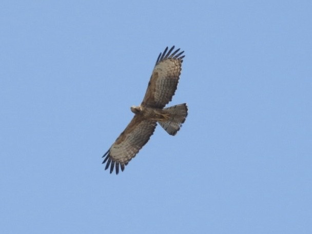 Осоїд чубатий - ML646505919