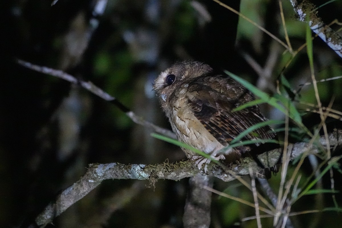 Сплюшка еквадорська - ML646505920