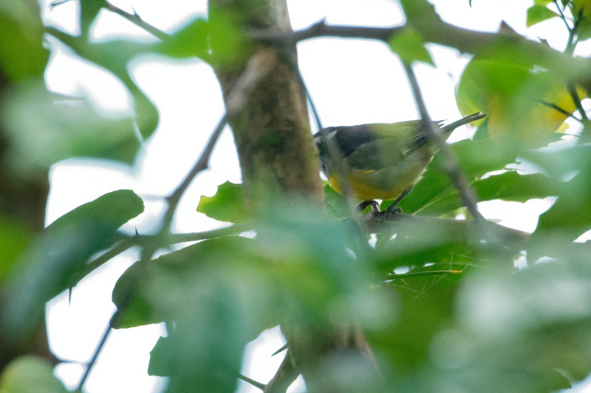 Цереба - ML646505922