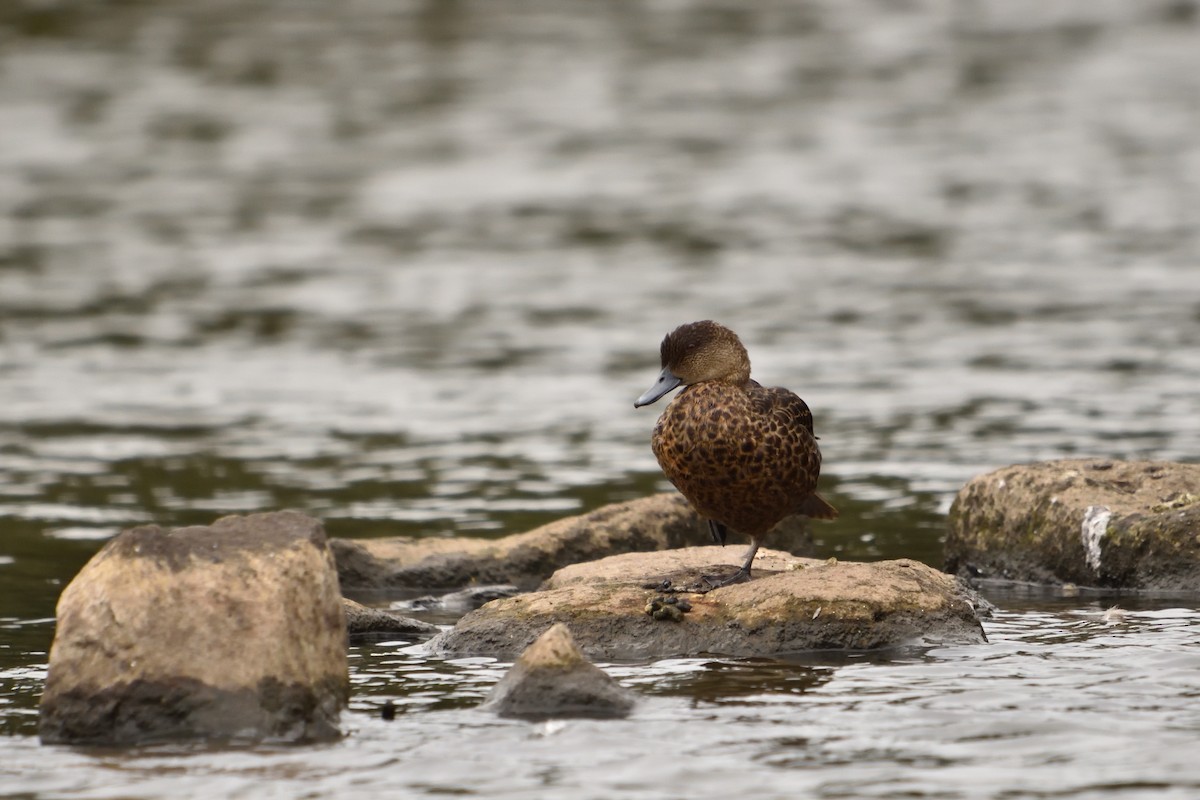 Чирянка австралійська - ML646505923