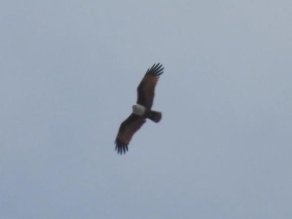 Шуліка королівський - ML646505925