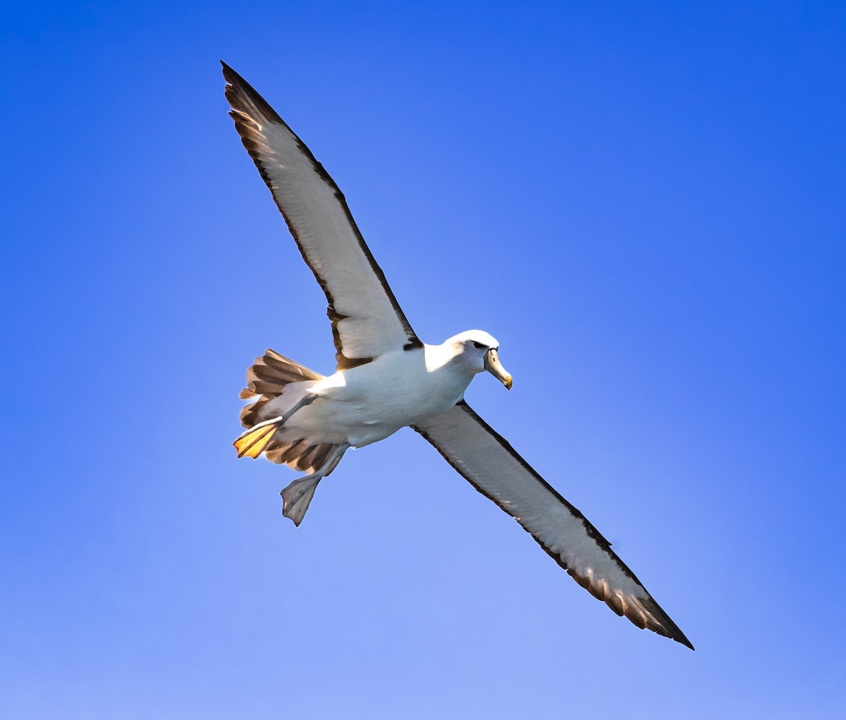 Альбатрос сірощокий - ML646505926