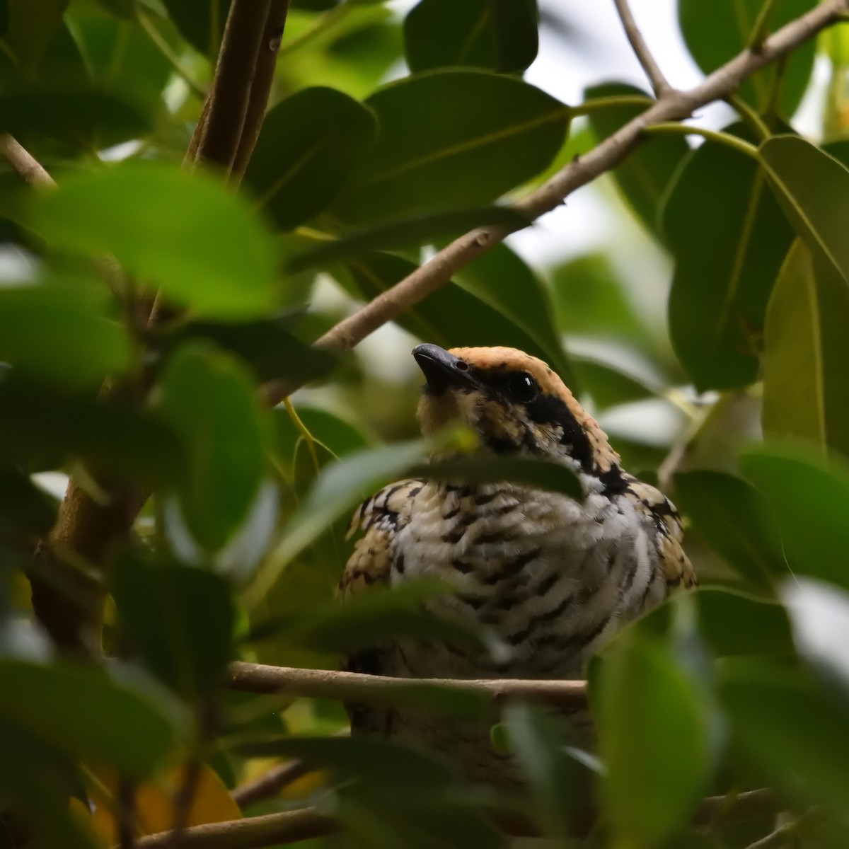 Коель східний - ML646505928