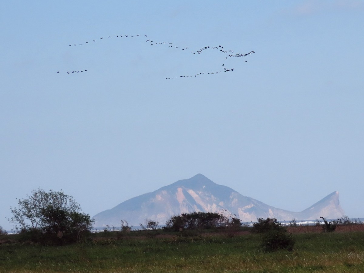 Баклан великий - ML646505929
