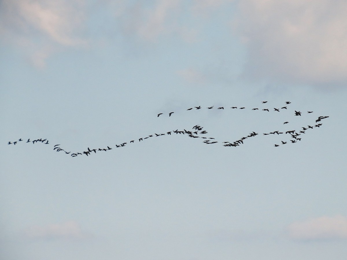 Баклан великий - ML646505930