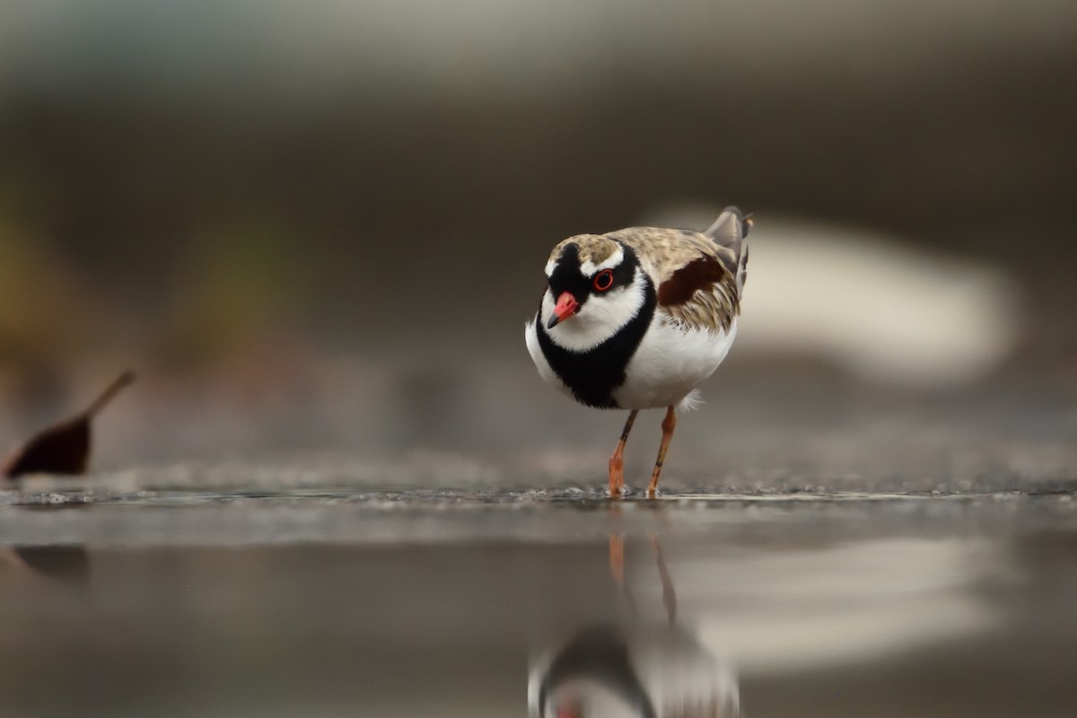 Пісочник чорнолобий - ML646505932