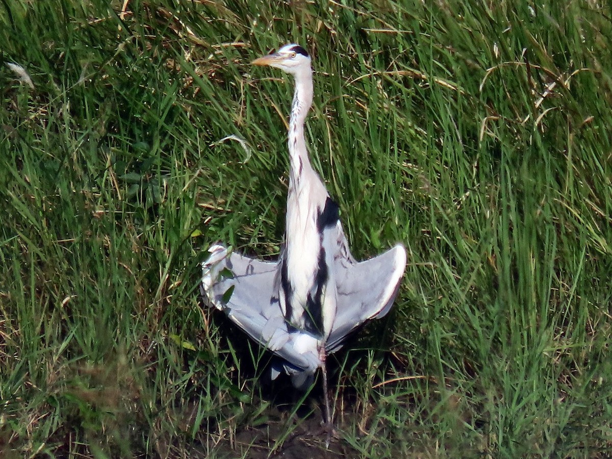 Чапля сіра - ML646505933