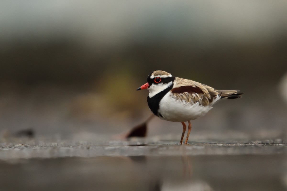 Пісочник чорнолобий - ML646505934