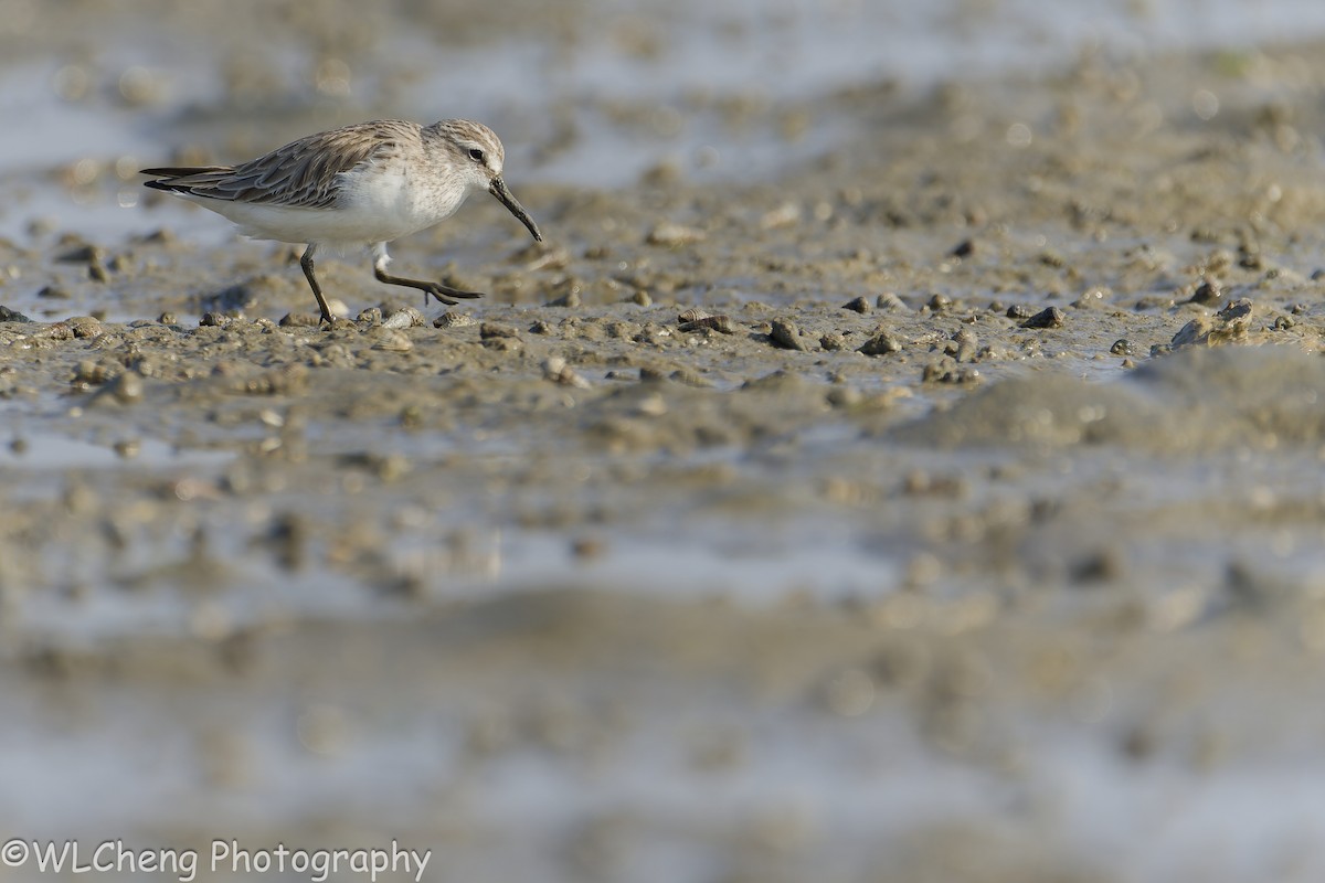 Побережник болотяний - ML646505935