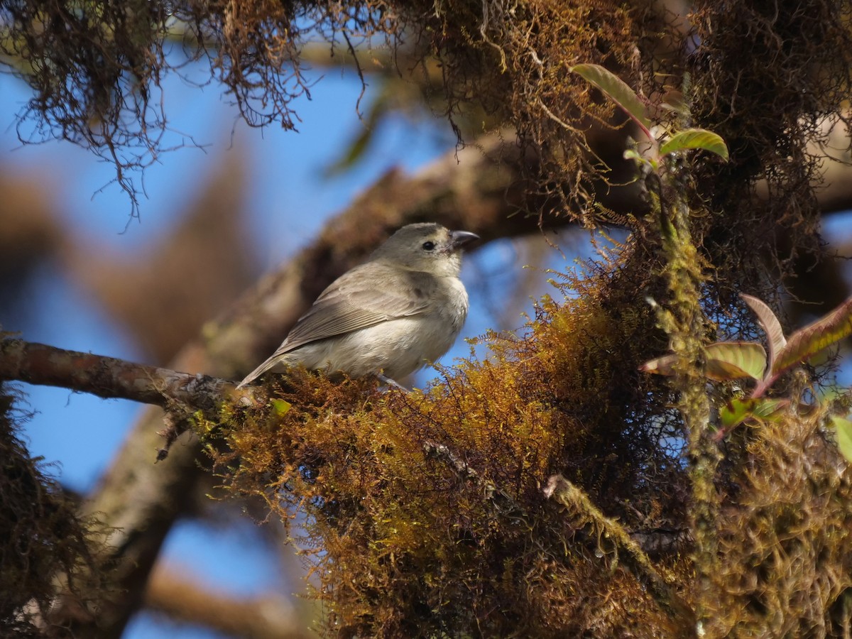 Пінкис кактусовий (підвид pallidus/productus) - ML646505936