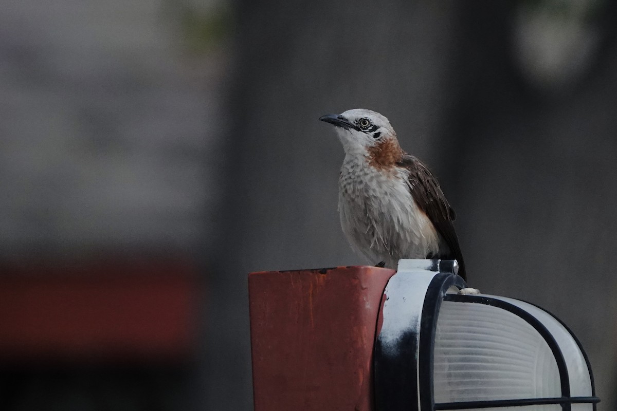 Кратеропа західна - ML646505937