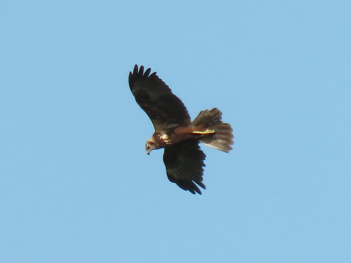 Лунь китайський - ML646505938