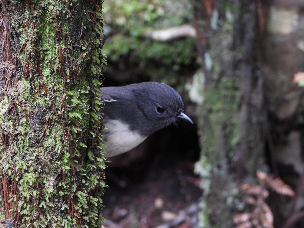 Тоутоваї білолобий - ML646505939