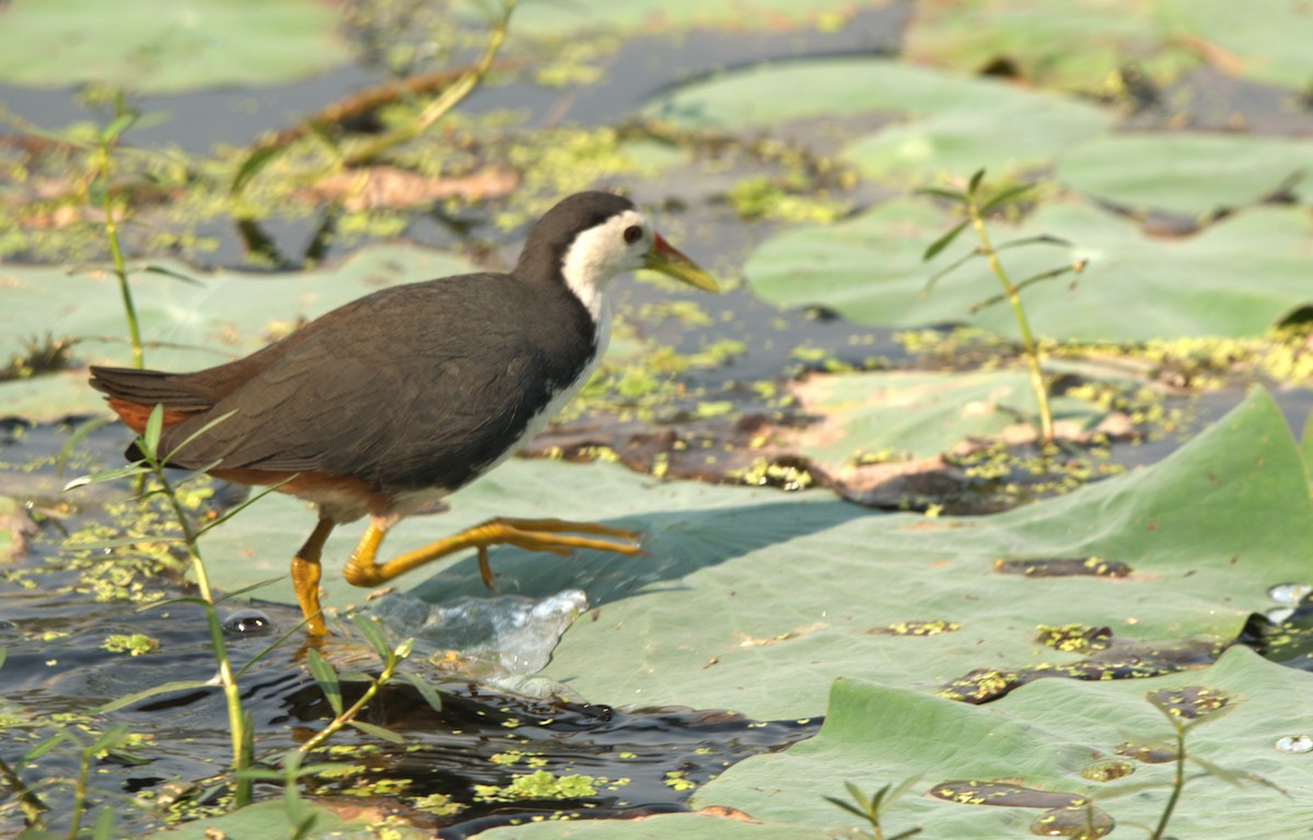 Багновик білогрудий - ML646505940