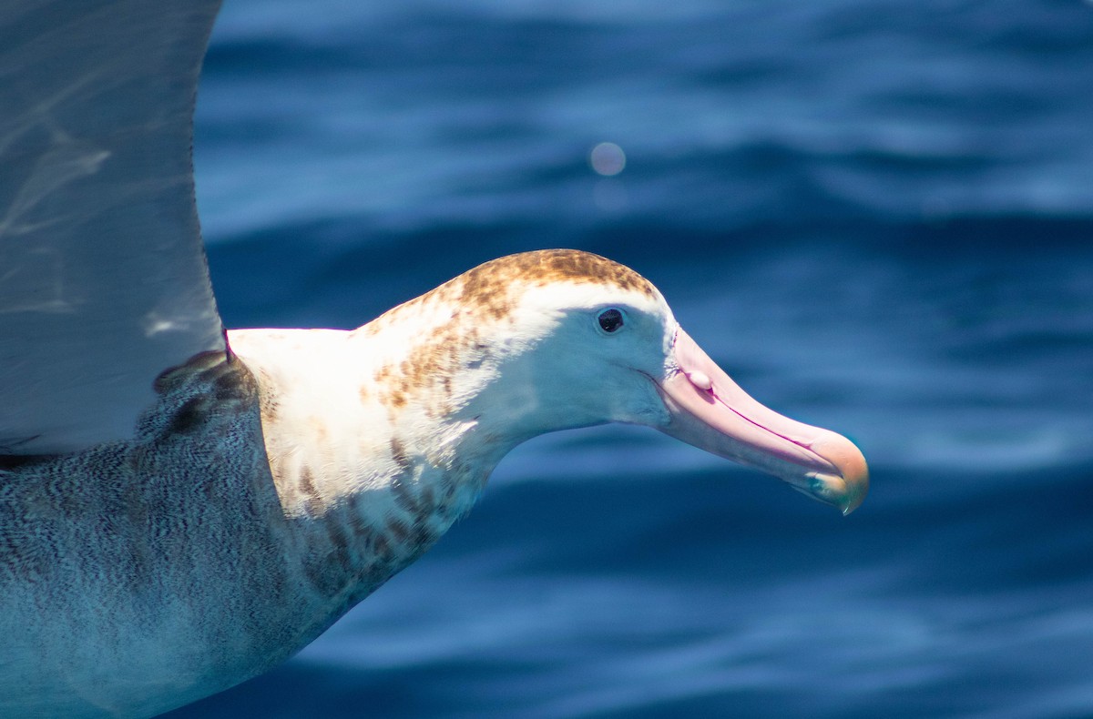 Antipodean Albatross (Gibson's) - ML646505941