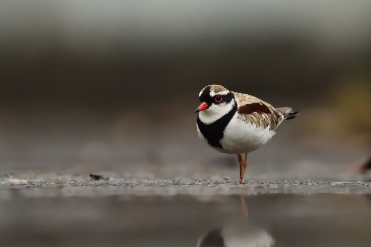 Пісочник чорнолобий - ML646505942