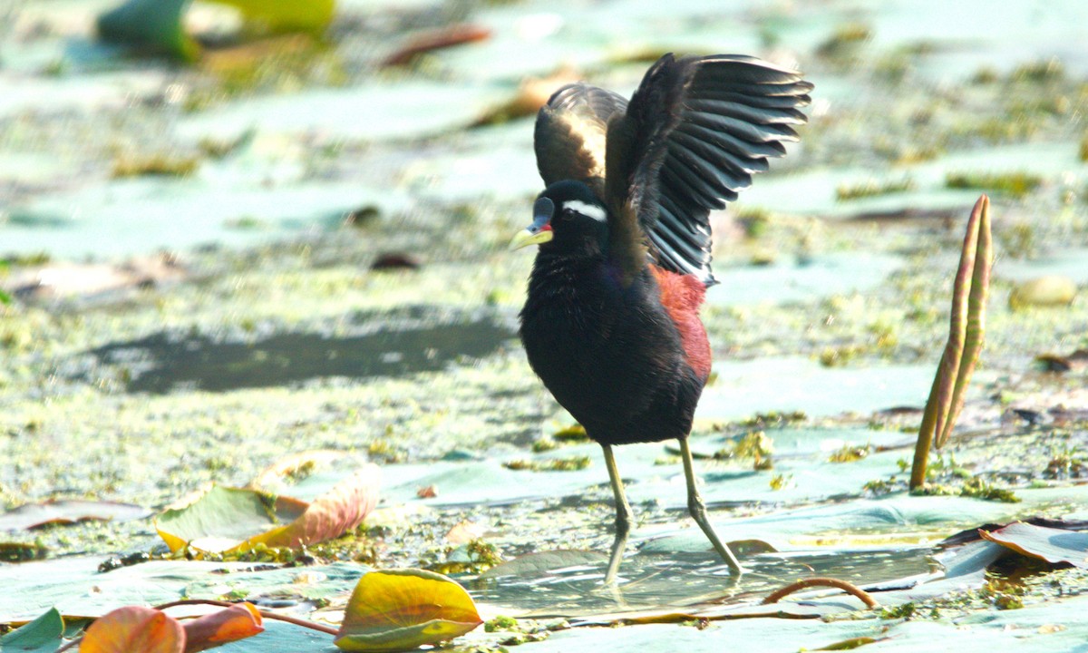 Якана білоброва - ML646505943