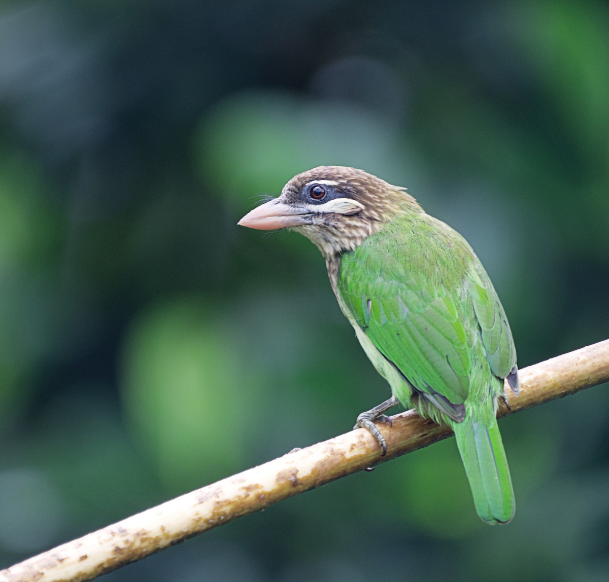 Бородастик білощокий - ML646505944