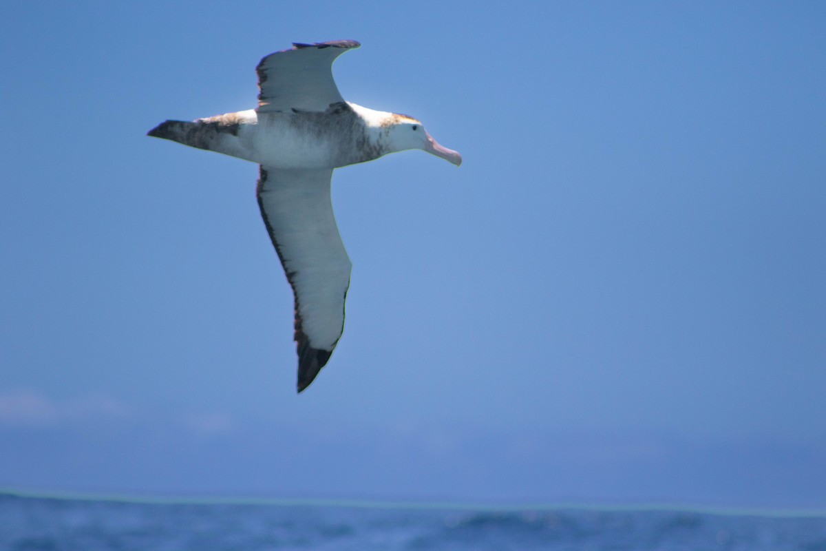 Antipodean Albatross (Gibson's) - ML646505945