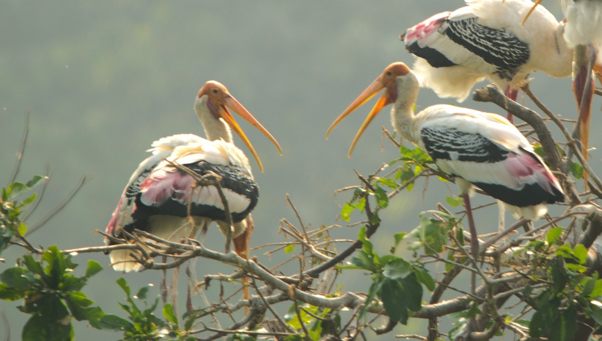 Painted Stork - ML646505946