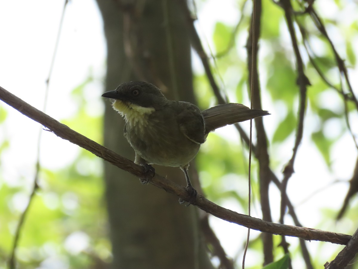 Pale-throated Greenbul - ML646505948