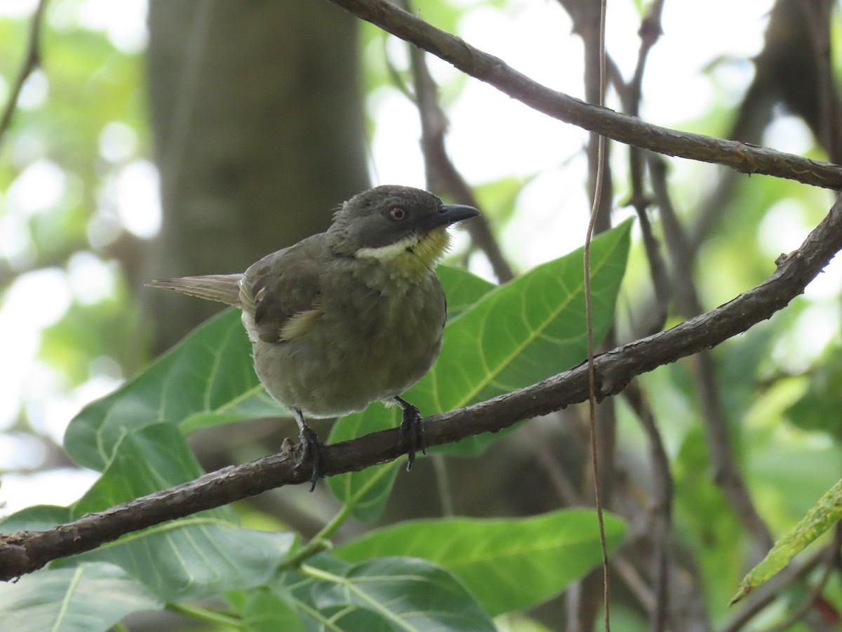 Pale-throated Greenbul - ML646505950