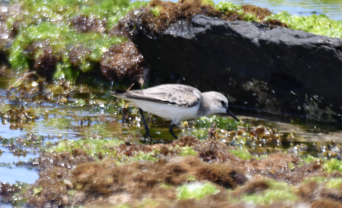 Red-necked Stint - ML646505951