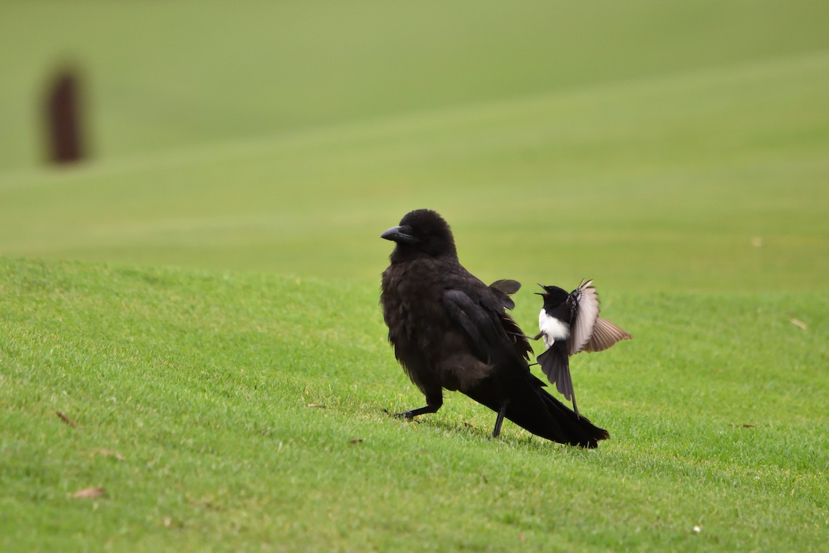 Крук австралійський - ML646505952