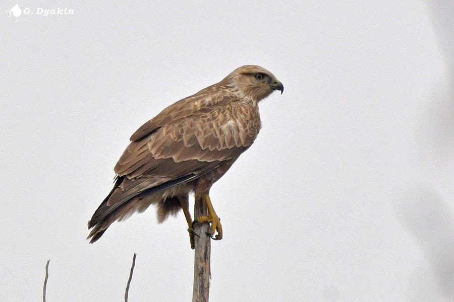 Канюк східний - ML646505953