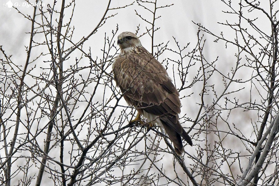 Канюк східний - ML646505954
