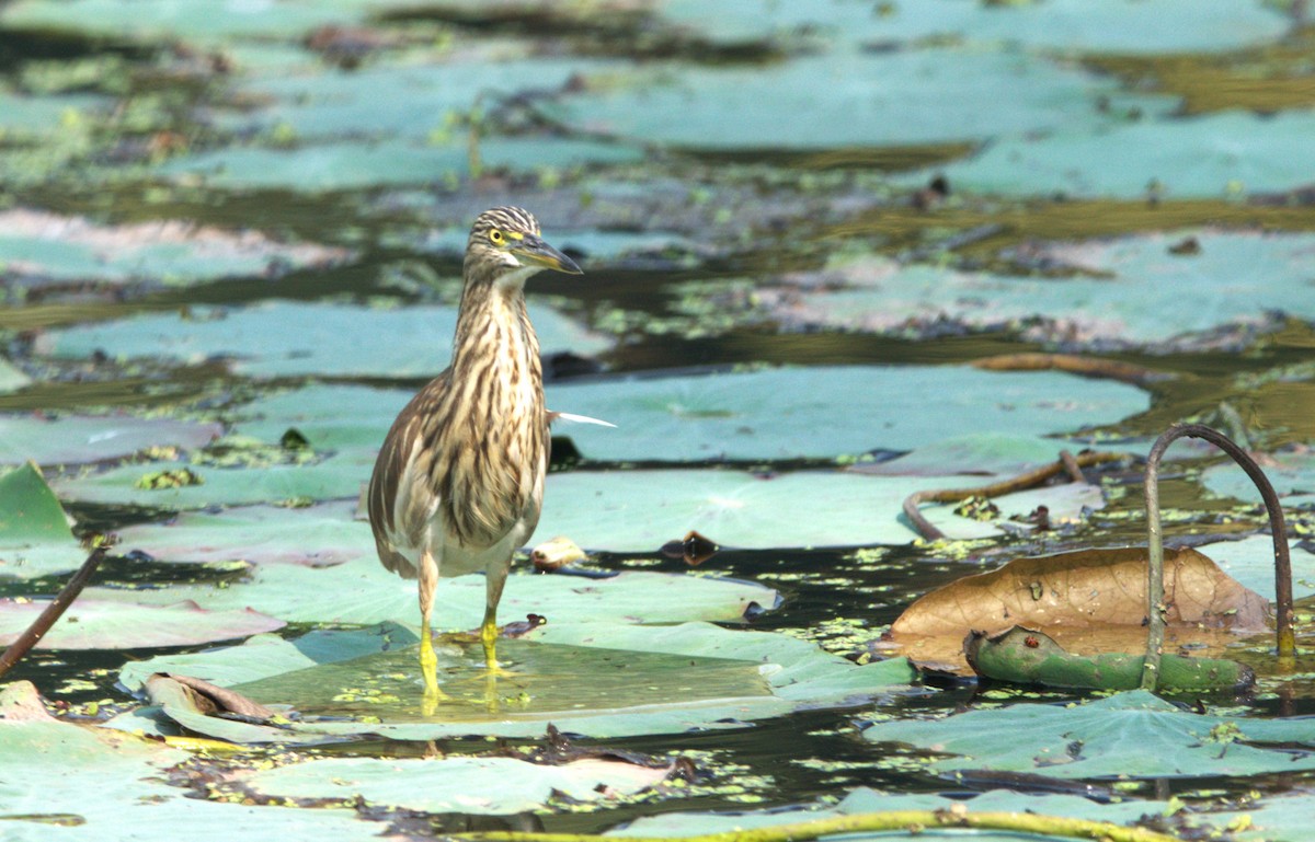 Чапля індійська - ML646505956