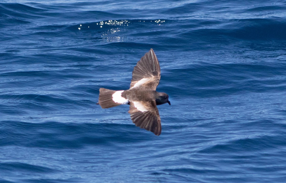 Океанник Вільсона - ML646505957