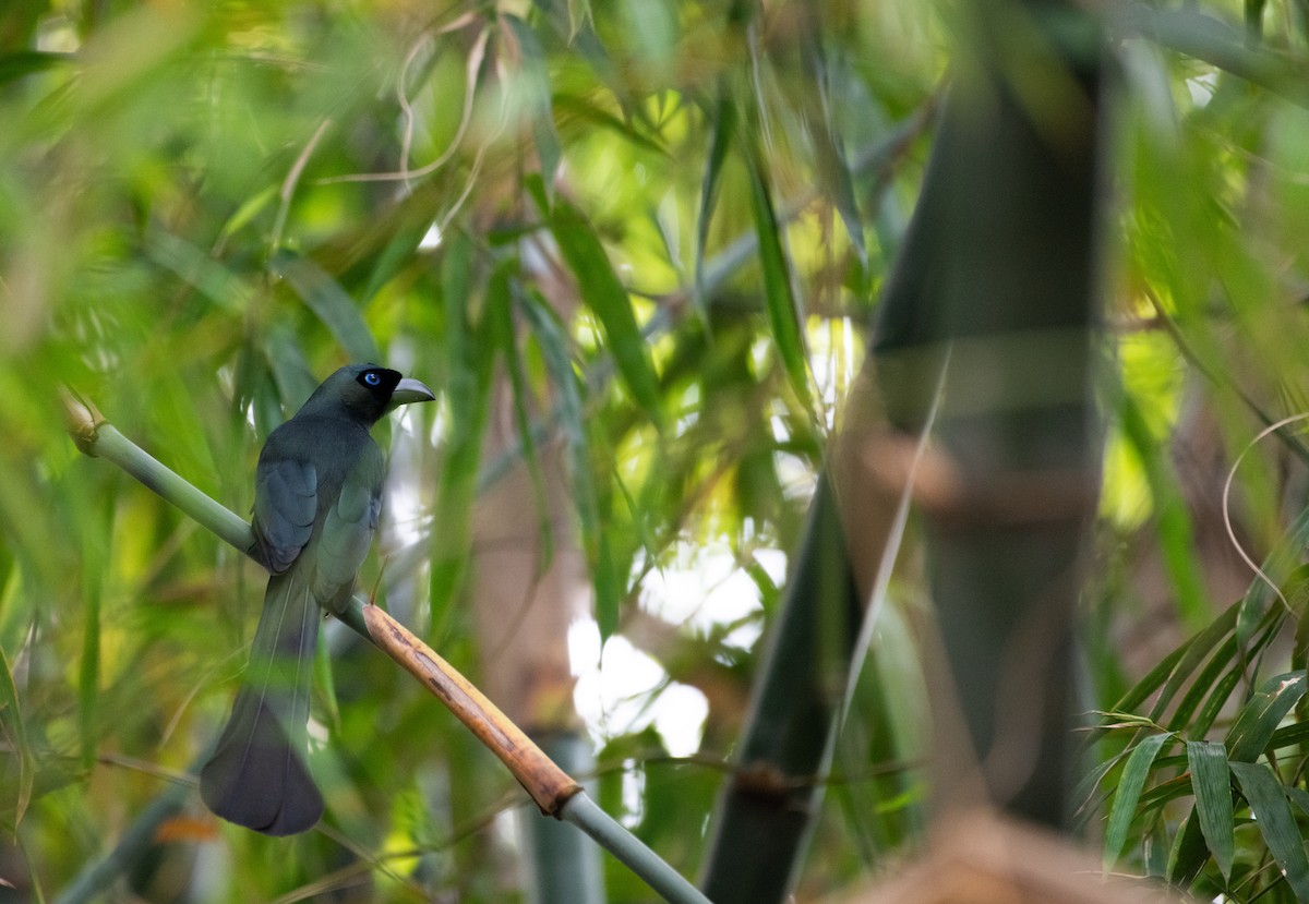 Вагабунда чорна - ML646505958